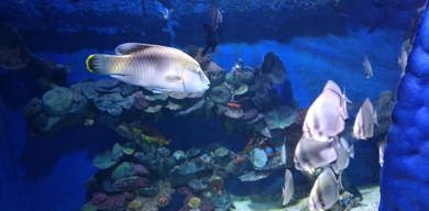 Hurghada Grand Aquarium photo